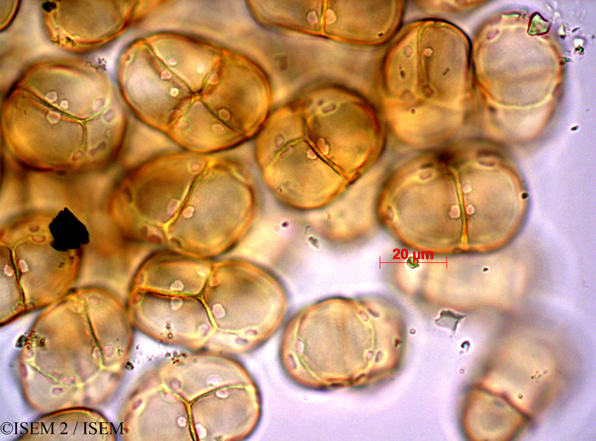 ISEM 2/Cochlanthus_socotranus_47167/Cochlanthus_socotranus_47167_0001(copy).jpg